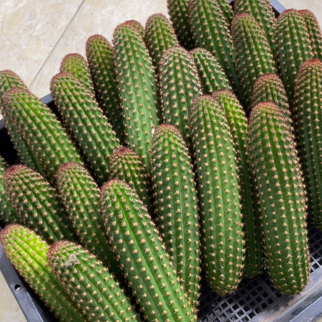 新品金妞金5侧芽一个