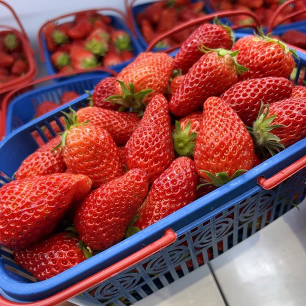 本地当天采摘奶油草莓1蓝（约2斤）丹东