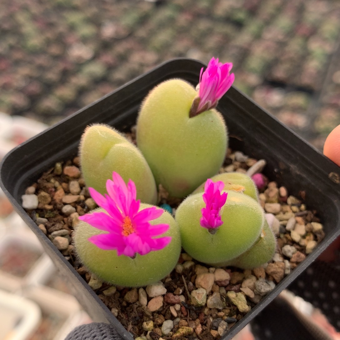 696毛翠滴母本一颗