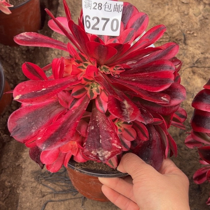 6270美杜莎多肉植物