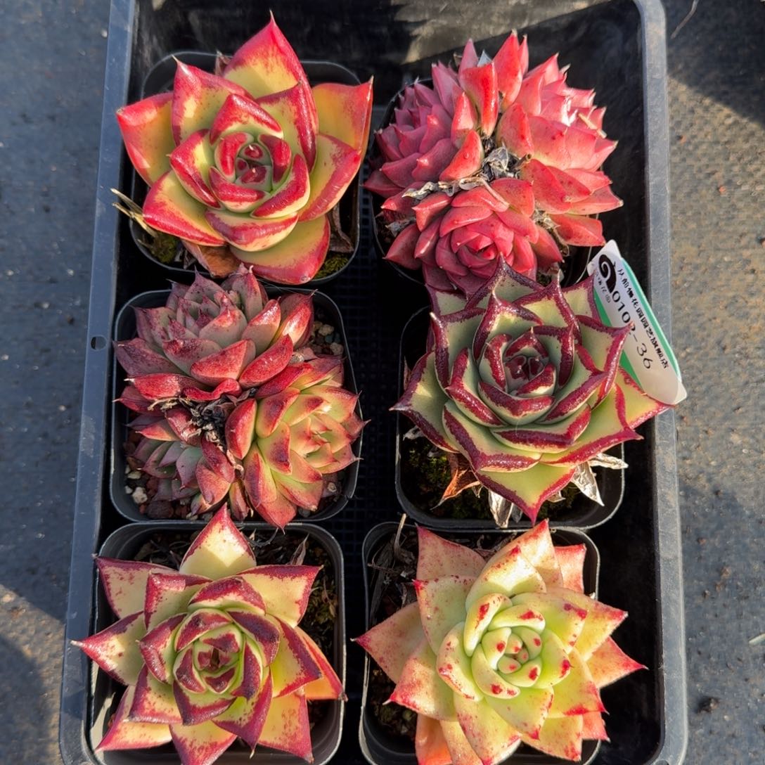 从前慢多肉精选编号0102.36