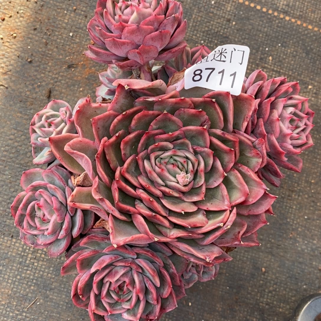 陌***绵不包整散掉头8711~17厘米