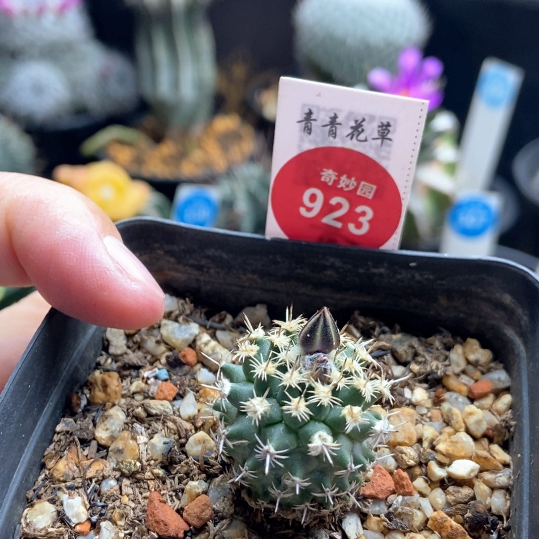 实生海胆娇丽2.3cm