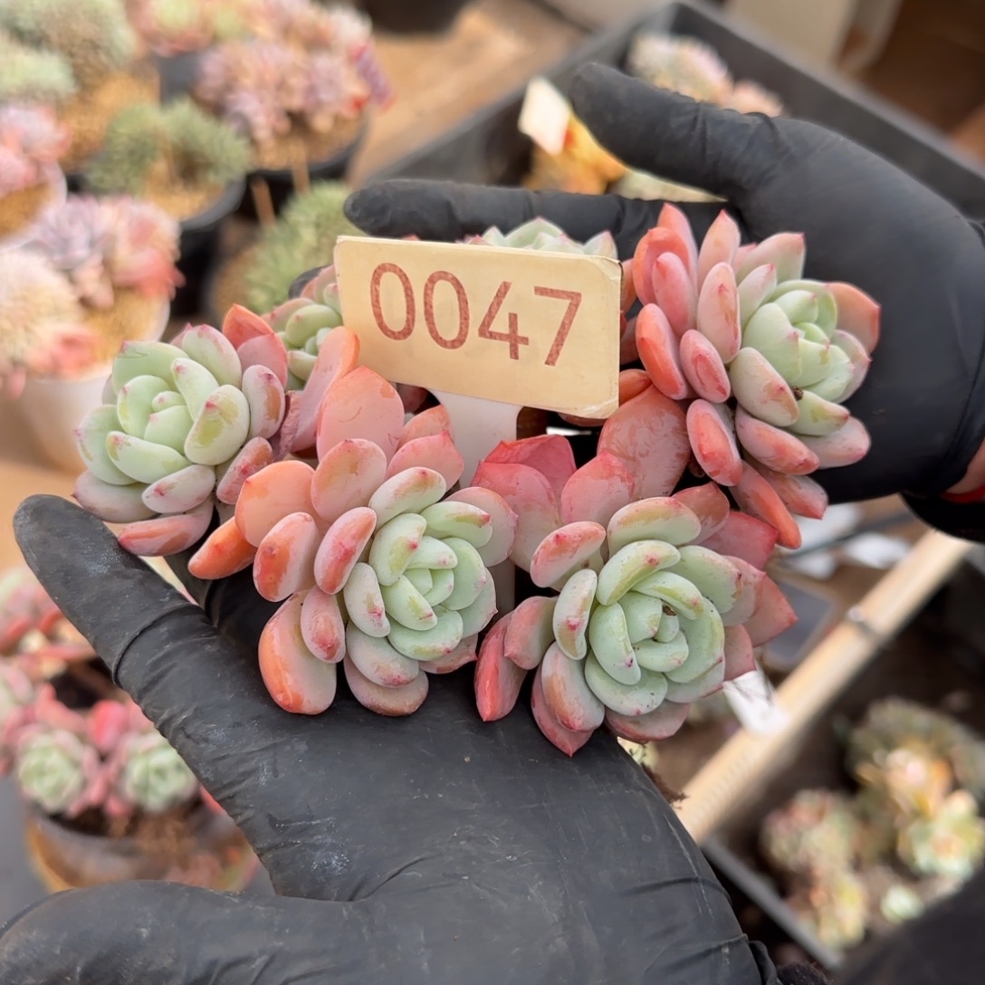 L***o0047。    香雪海多肉