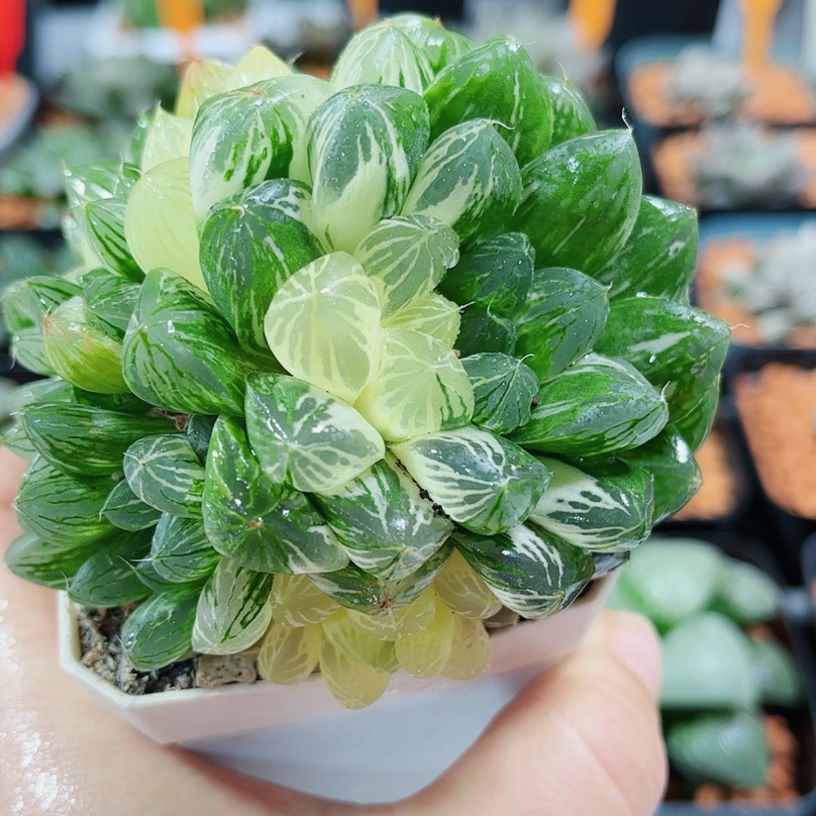 【闪购商品】苏州玉露锦