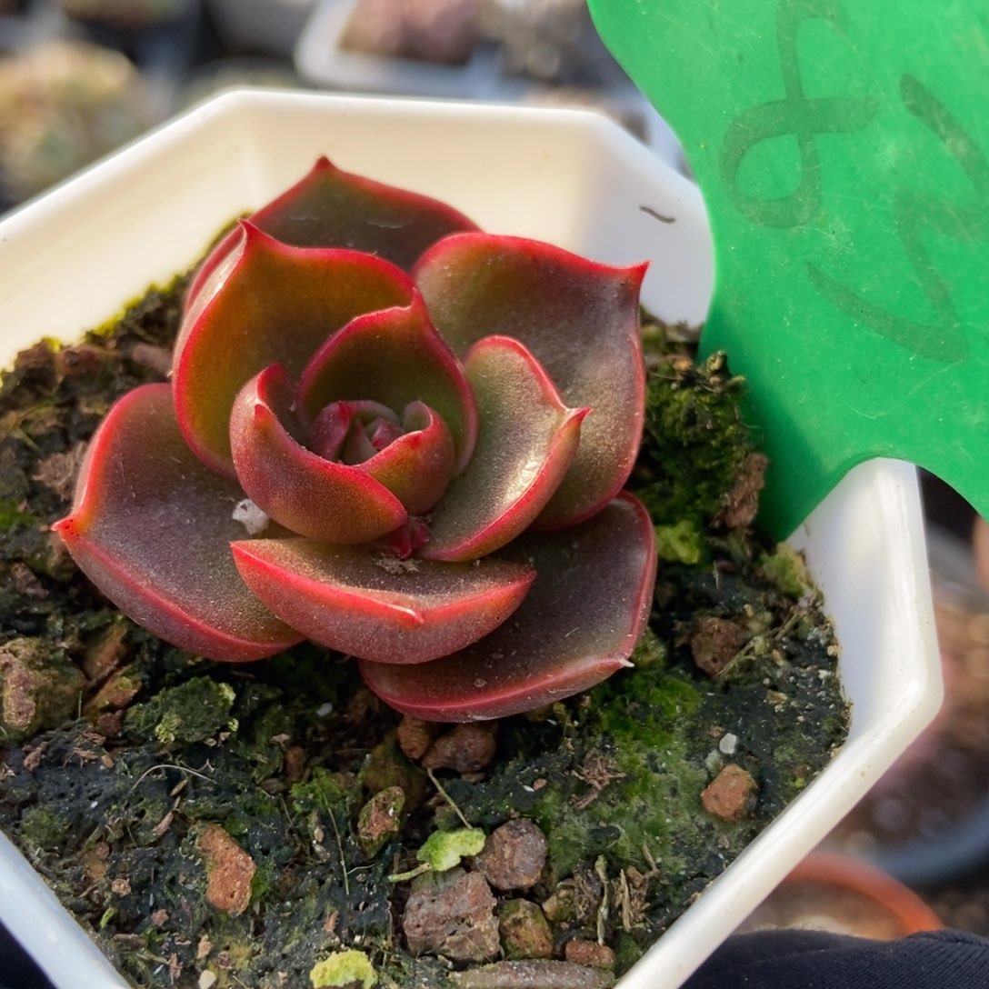 832红灯多肉植物保护