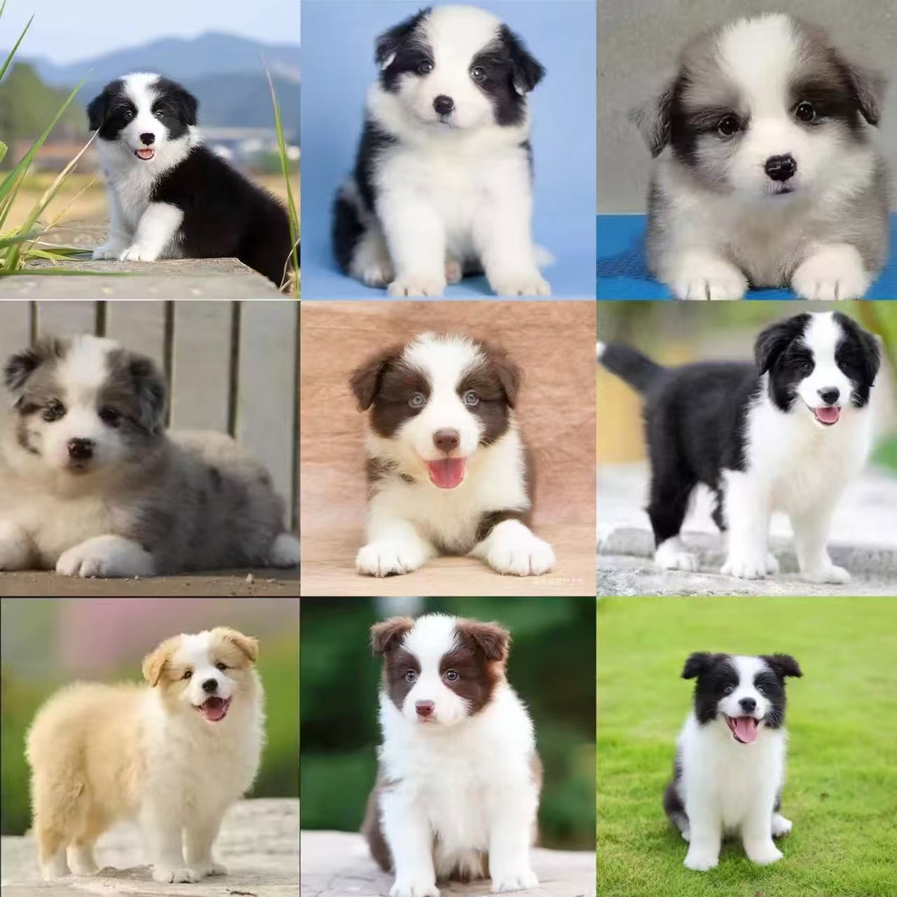 乖乖宠物乐园活体全款链接004