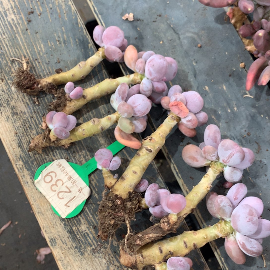 蛋黄奶六个开播福利