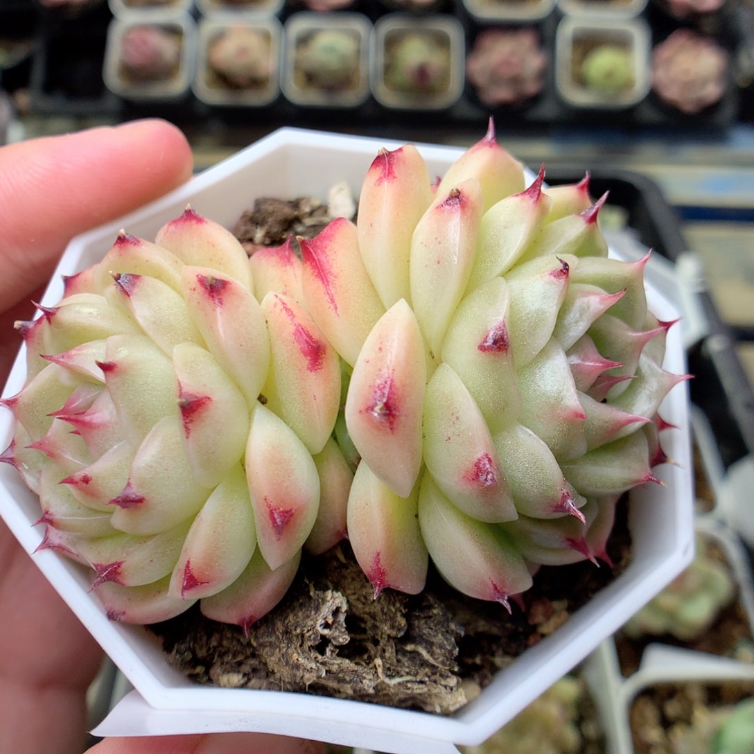 G88 ，20包邮两天凑单偏远不发货