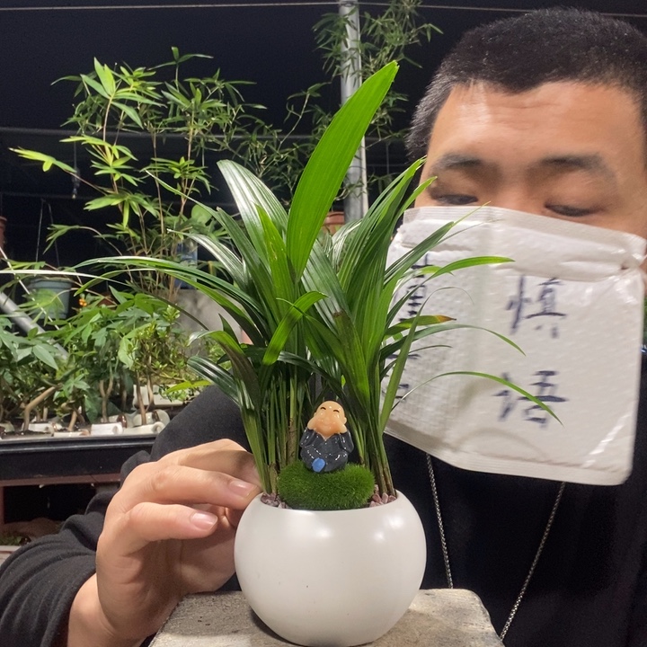 以实际为准盆景绿植盆栽23