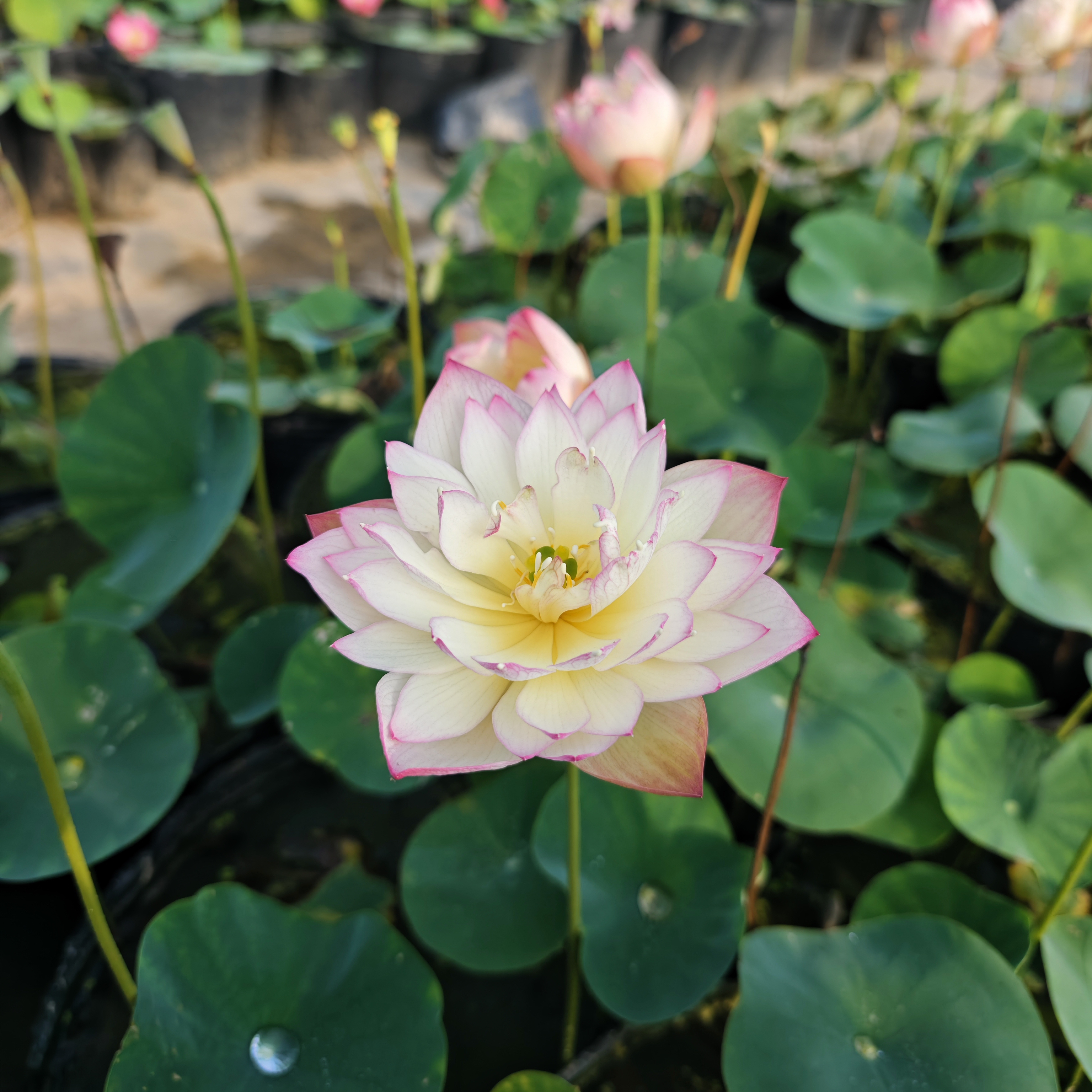 【魔手】小型碗莲杯苗/种藕盆栽水生植物楼顶阳台庭院趣味种植花卉