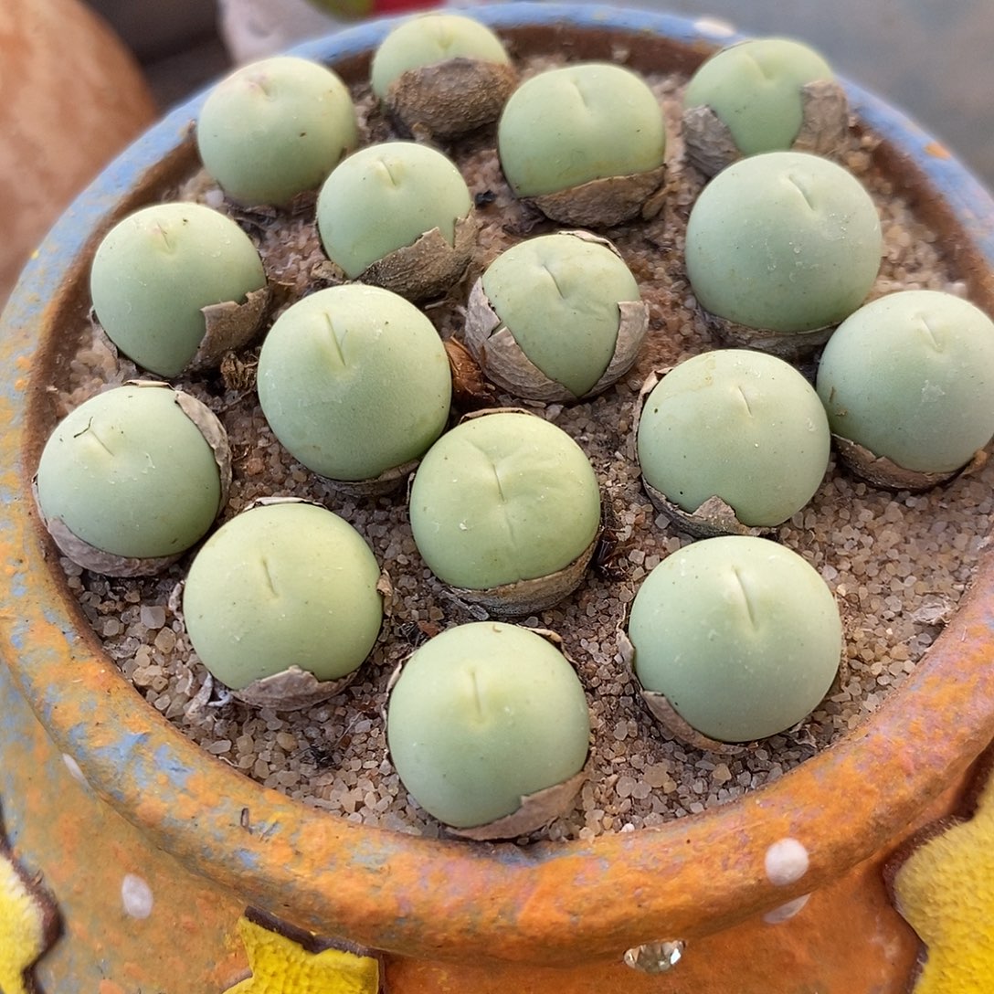 1厘米以上鸽子蛋1颗买5送1。