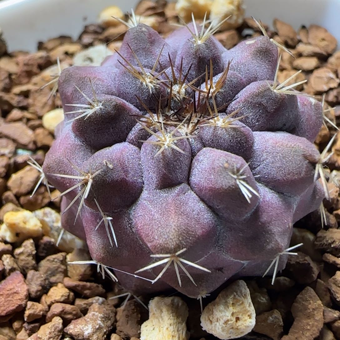 A165实生金刺龙爪多肉