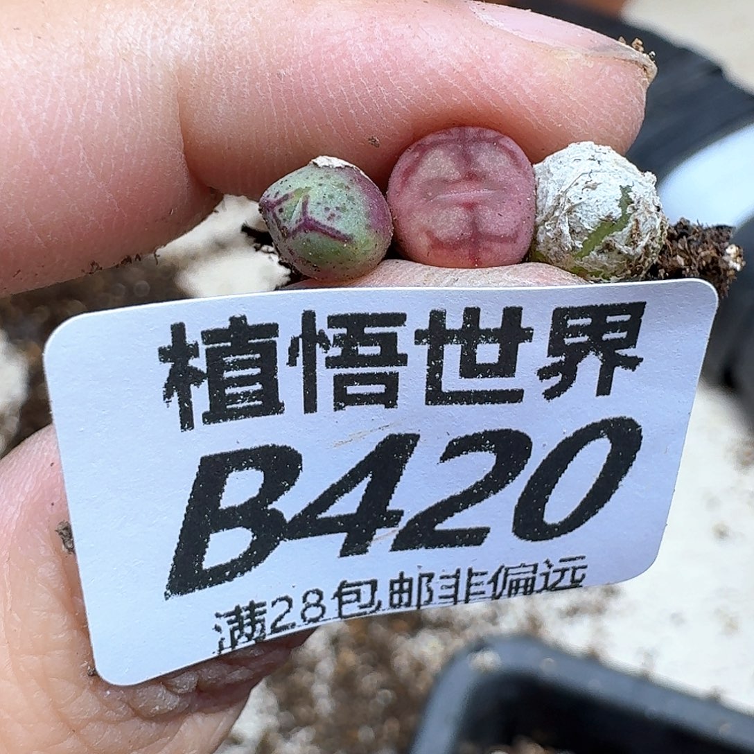 多肉植物的人生fghb