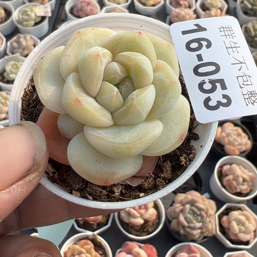 ?****?小卡拉米糖心一物一拍16-53