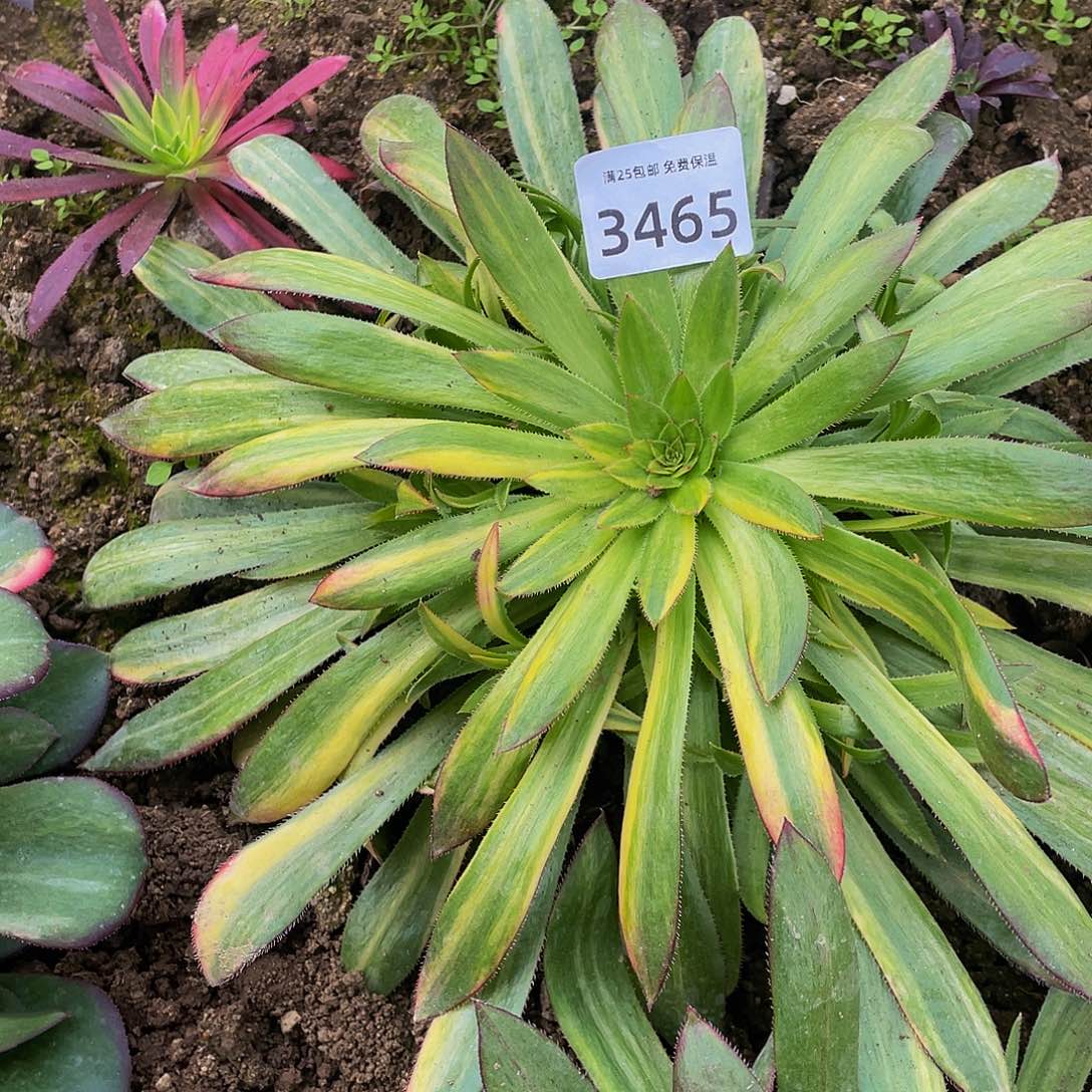3465孔雀七彩多肉植物