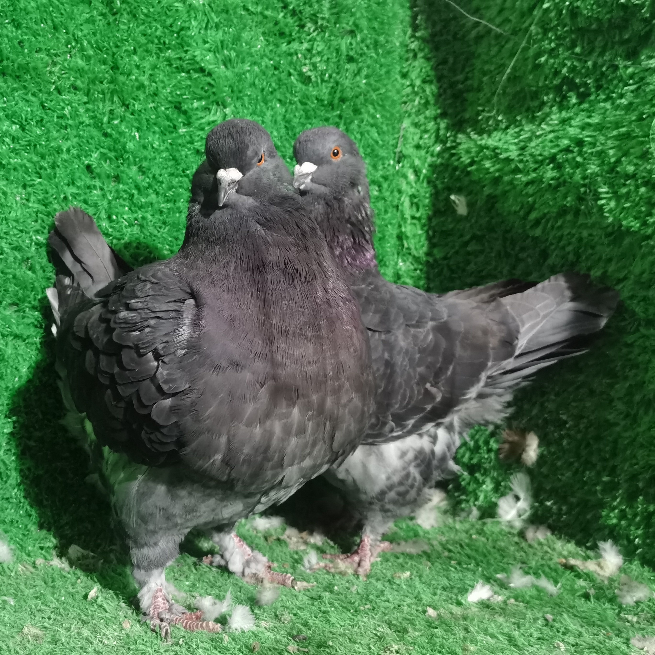 纯种大体下蛋王鸽活体生鲜肉鸽信鸽青年鸽