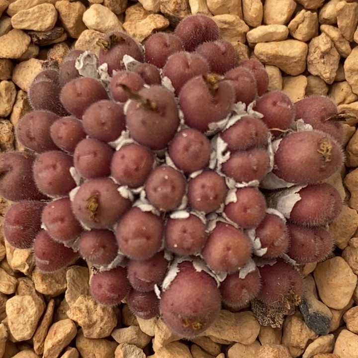 2277紫毛球一群一群