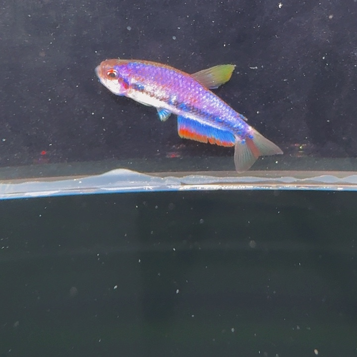 灯科鱼左上缸-7 超级DY4cm➕ 1条