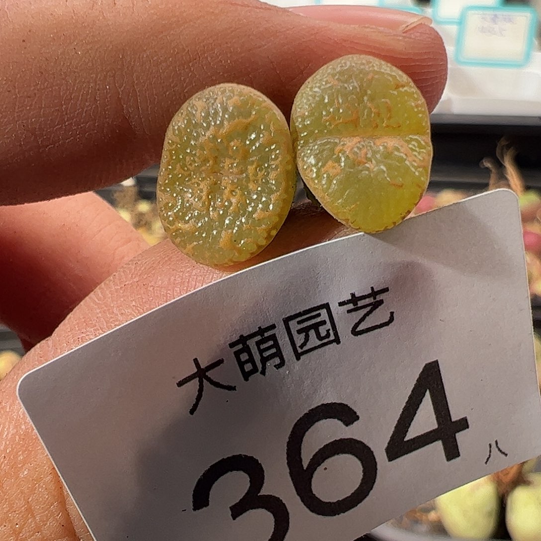 0000364 一物一拍……