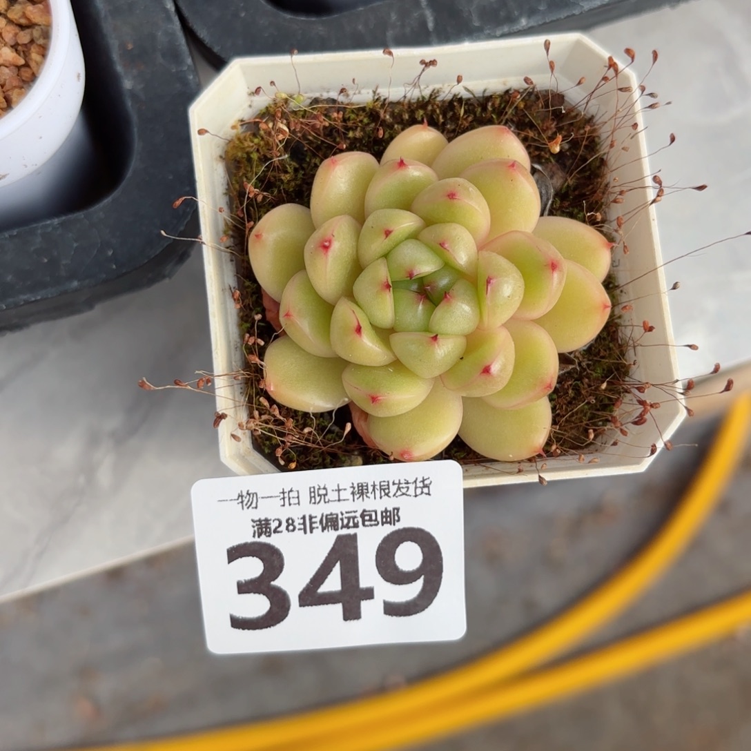 莱拉珍妮无盆土发货