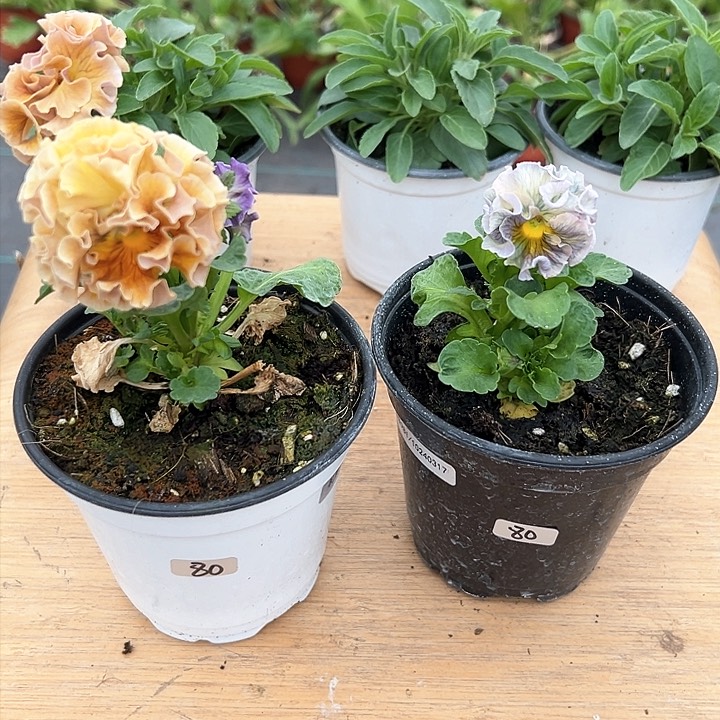 红陶抖音直播闪拍80