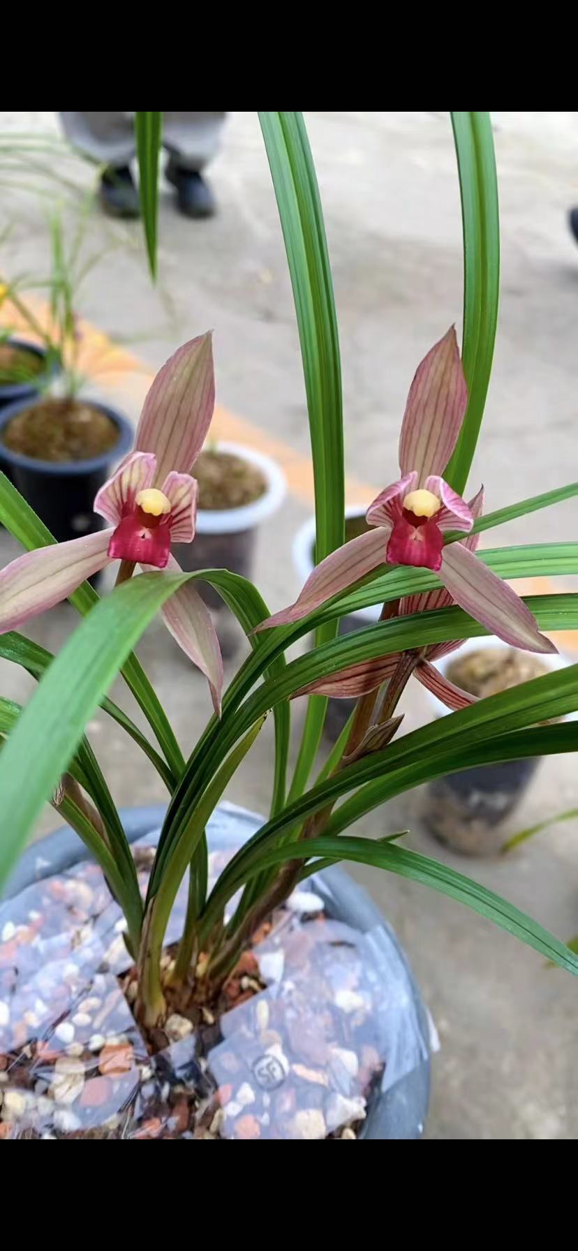 兰花夫人杨梅自家大棚养殖培育兰花