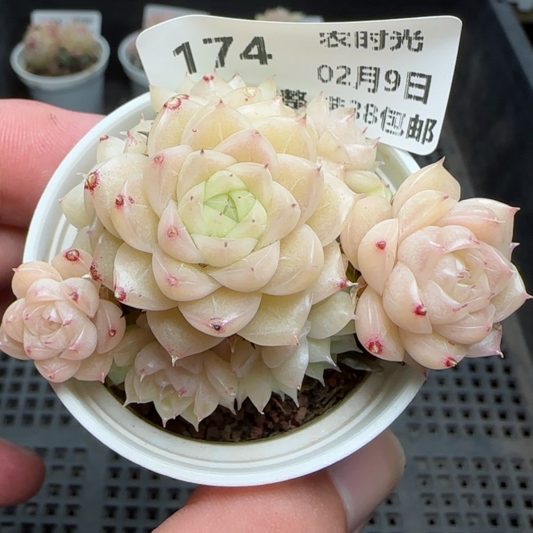 0209-174花朵麦秆