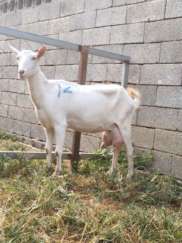 （纯种萨能奶山羊二胎怀孕母120斤）天然养殖