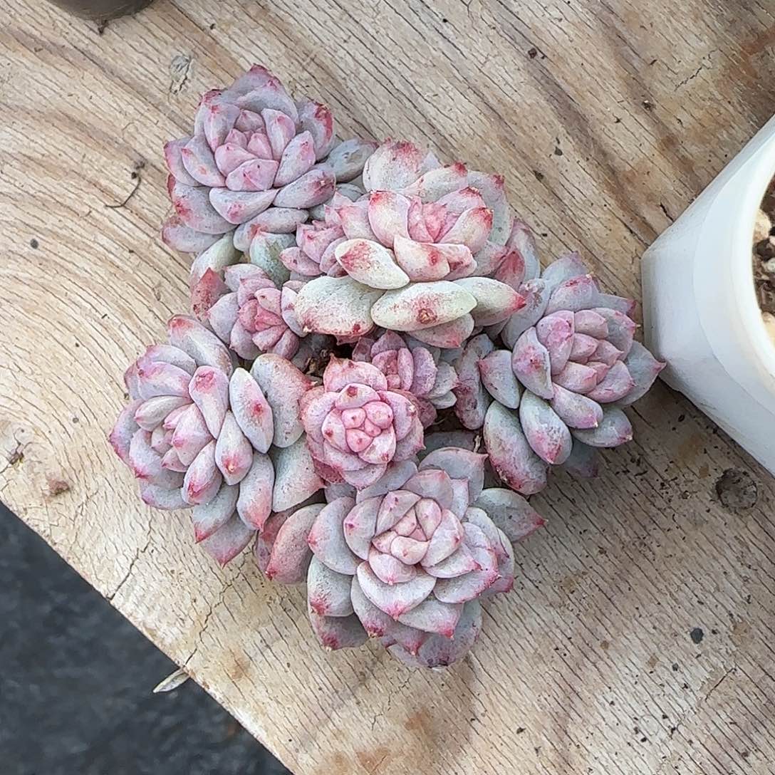 ****色孟专拍佳人石化群包整