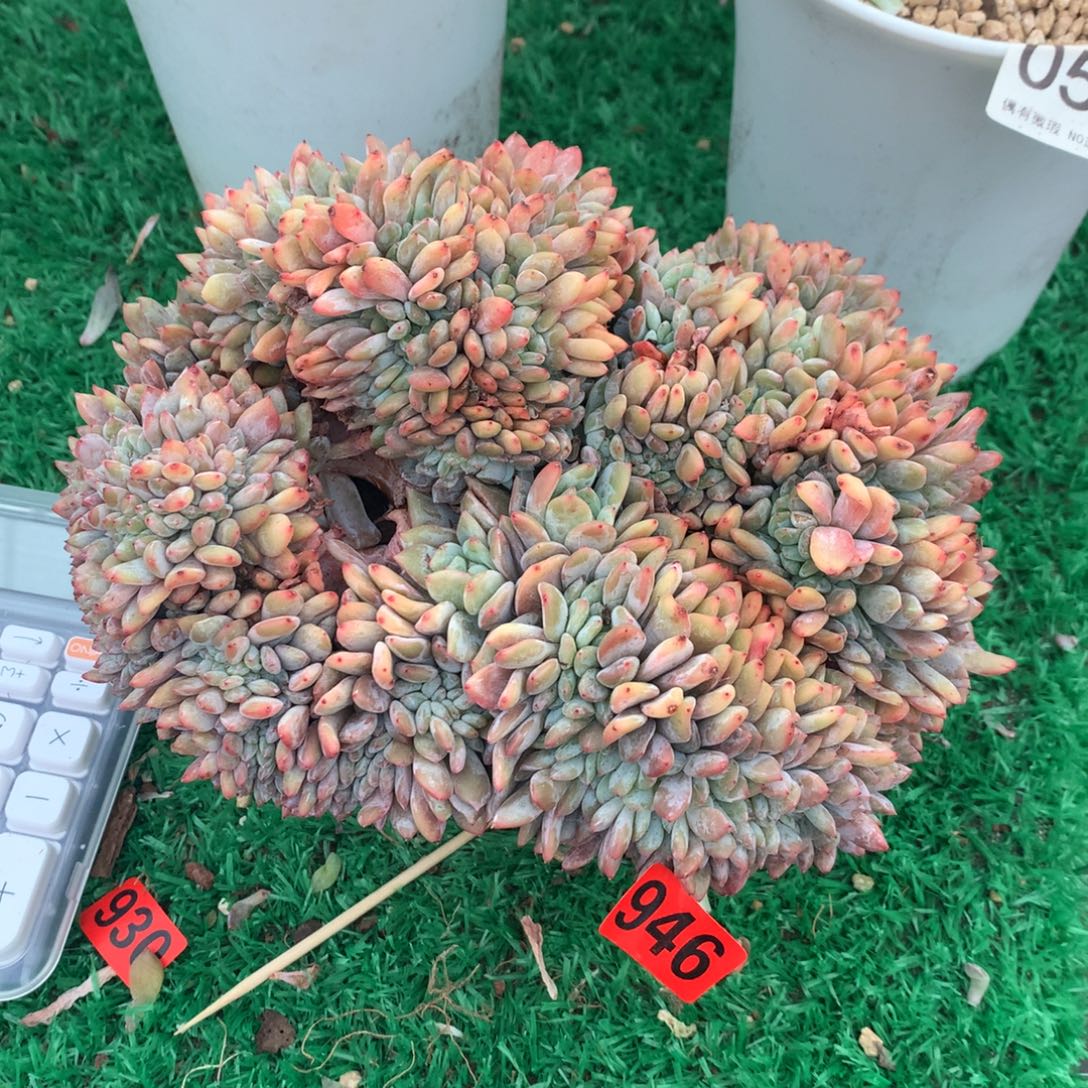 946橙子1111111111微瑕