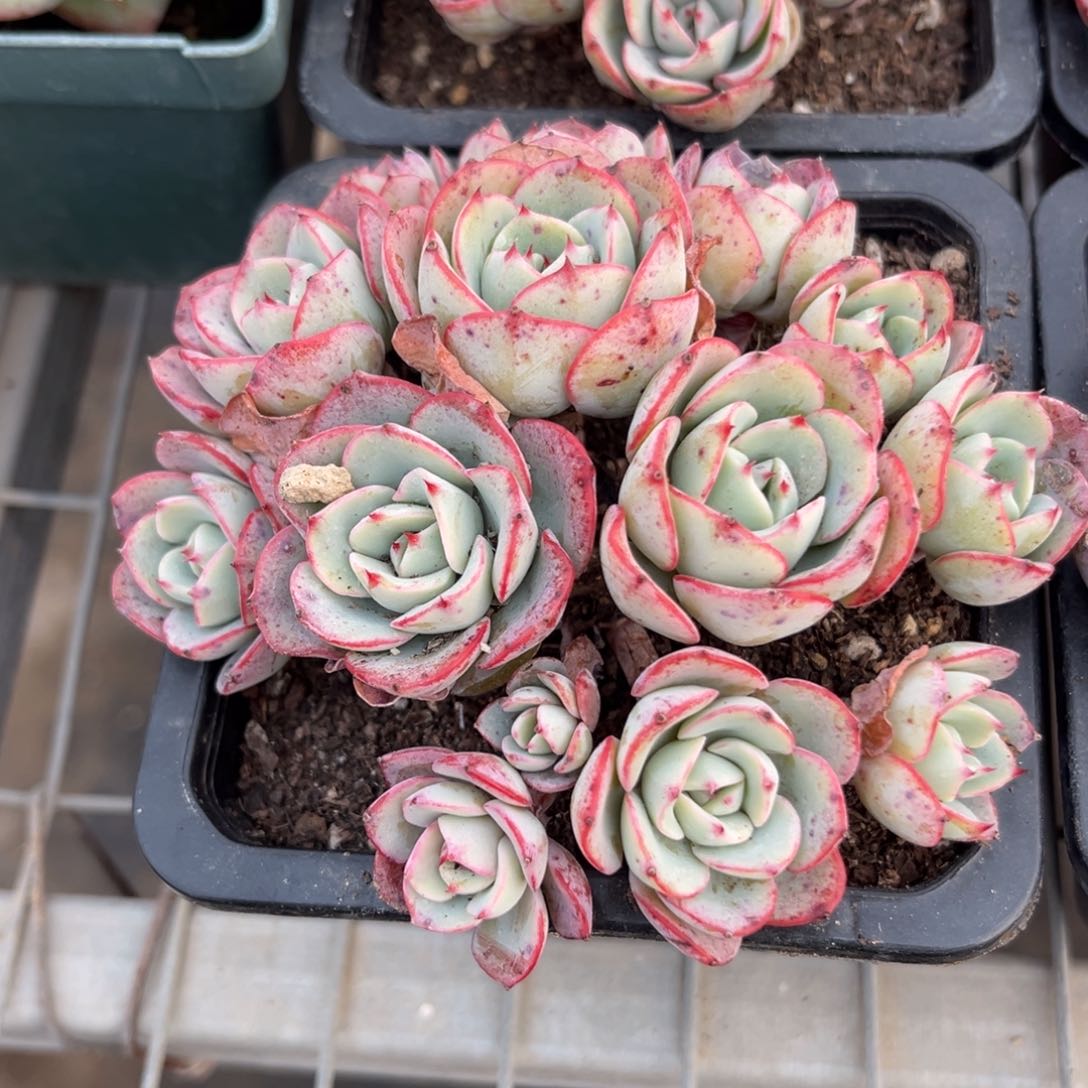 奶油黄桃多肉植物