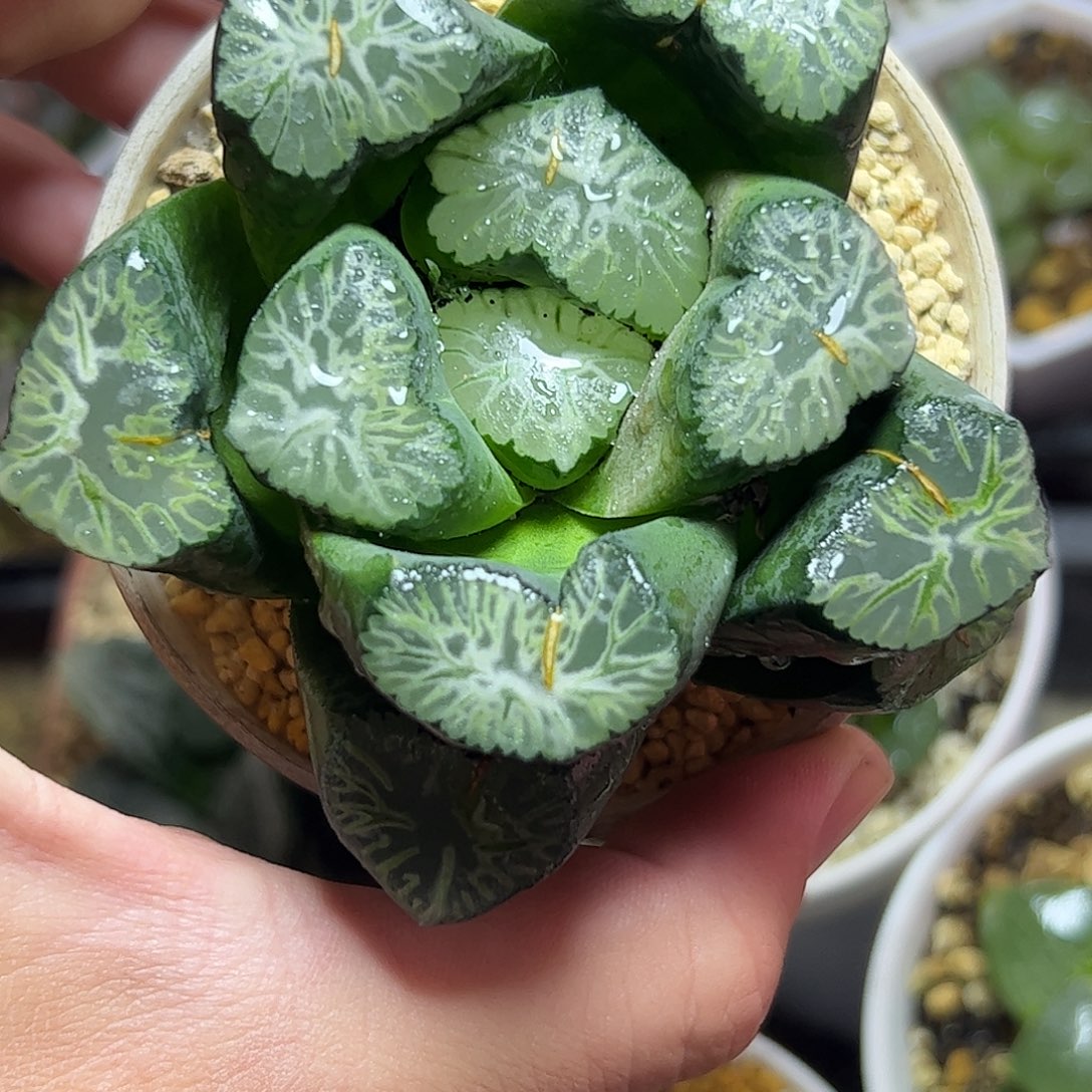 花玲母本十二卷十二卷