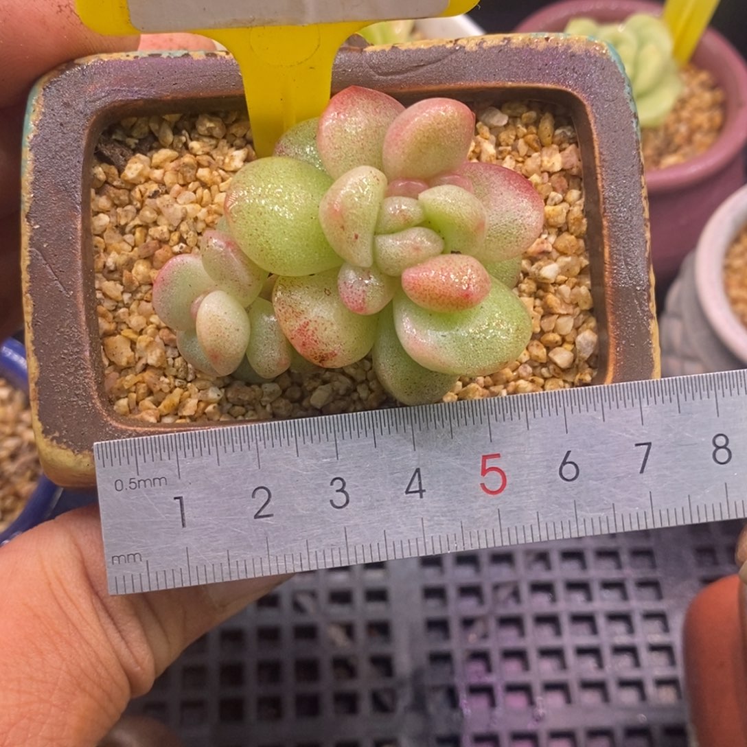 556冰玉石化朵朵分心