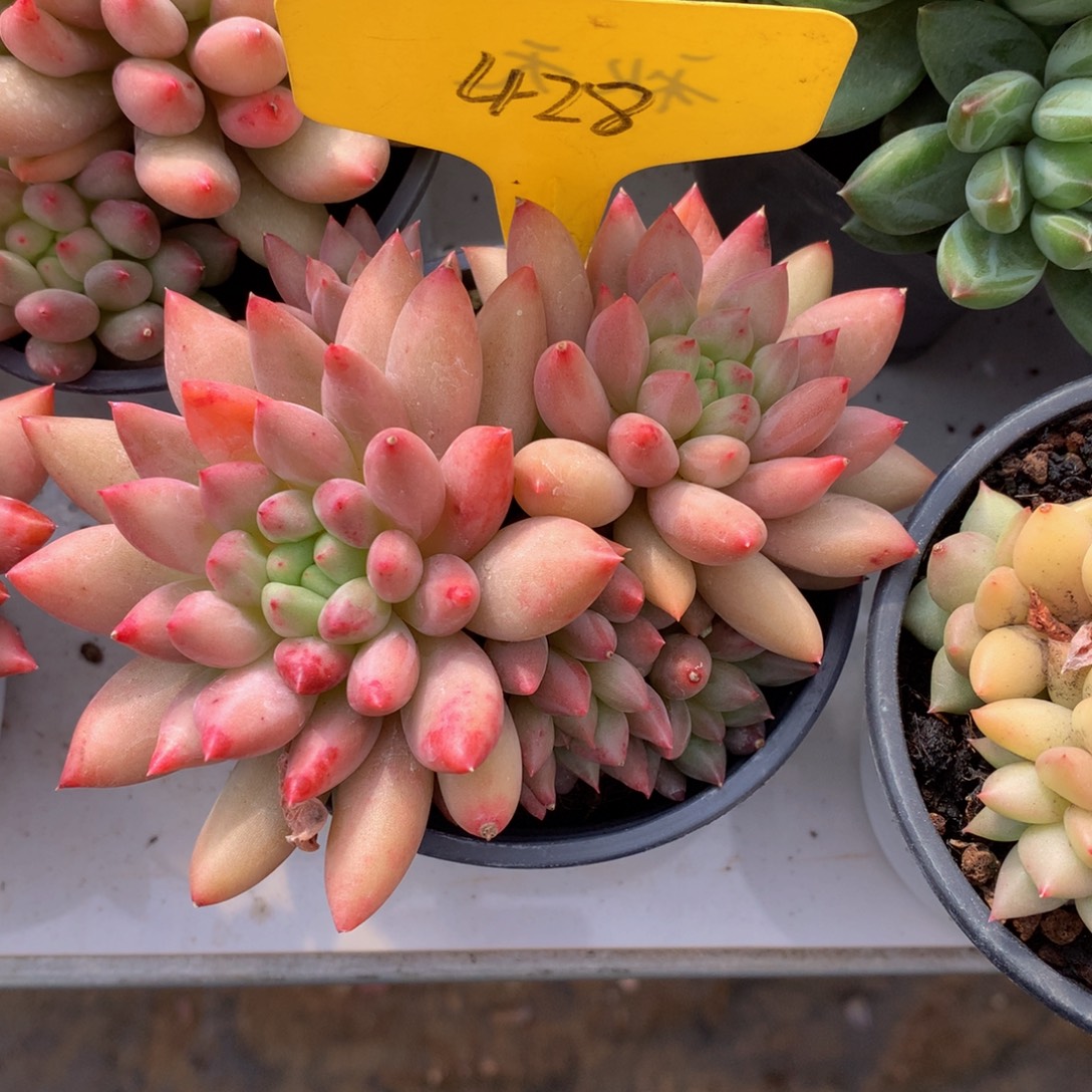 岩字多日子黑五7273727272¥