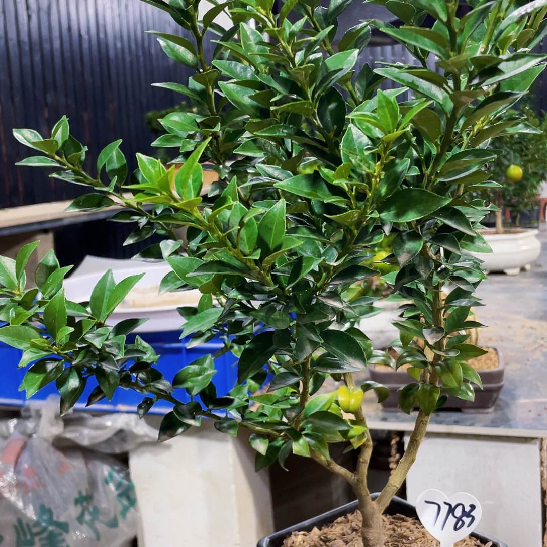 完全开放坏八房柑八房柑