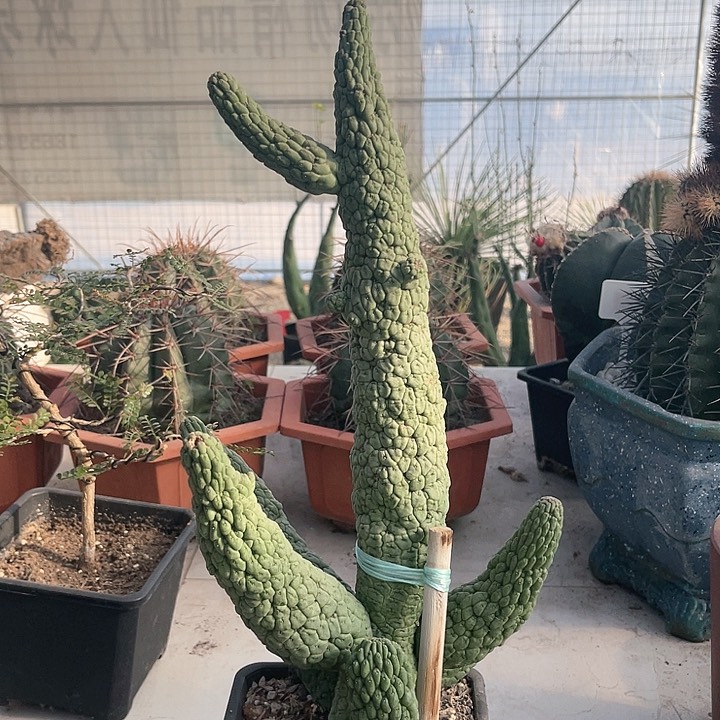 仙人球仙人球开花