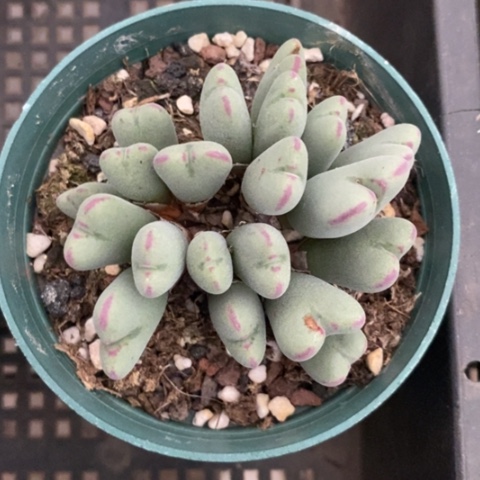 少将群多头7仙人球