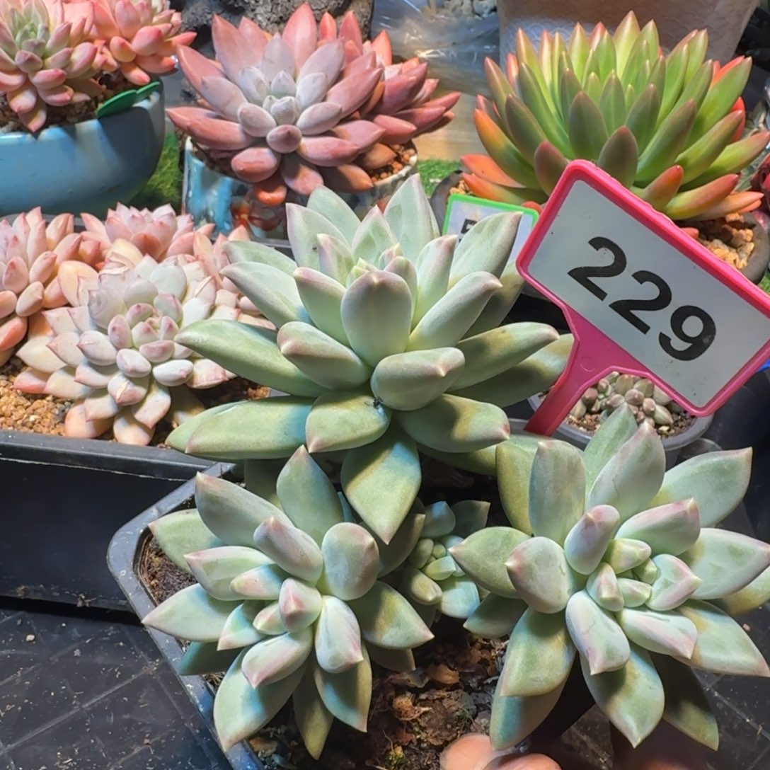 多肉植物郁金香229