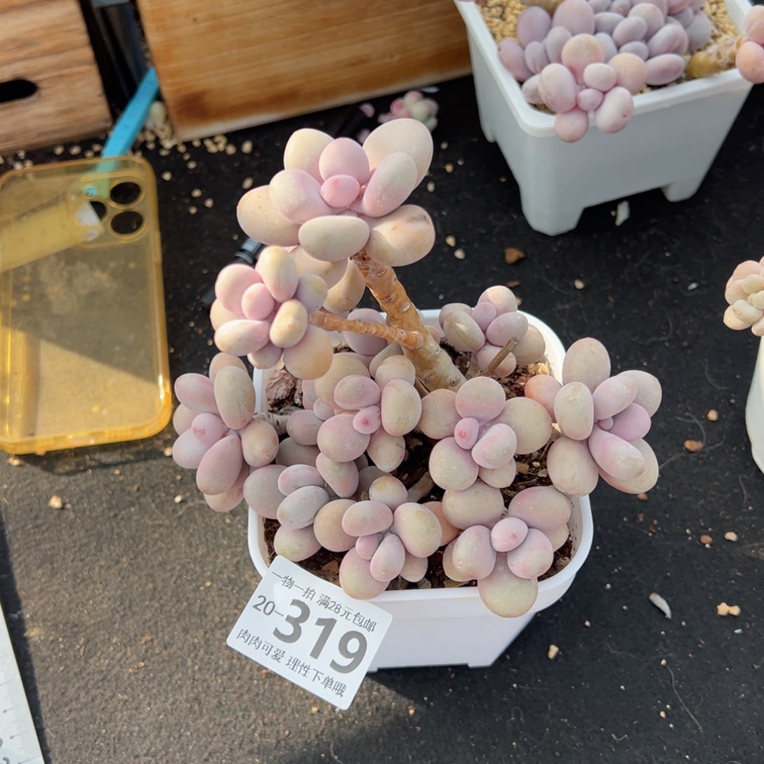 桃蛋多肉多肉多肉多肉多肉多肉多肉