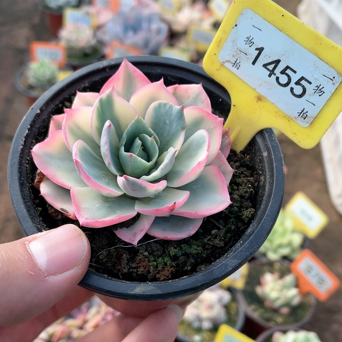 【闪购商品】1455号