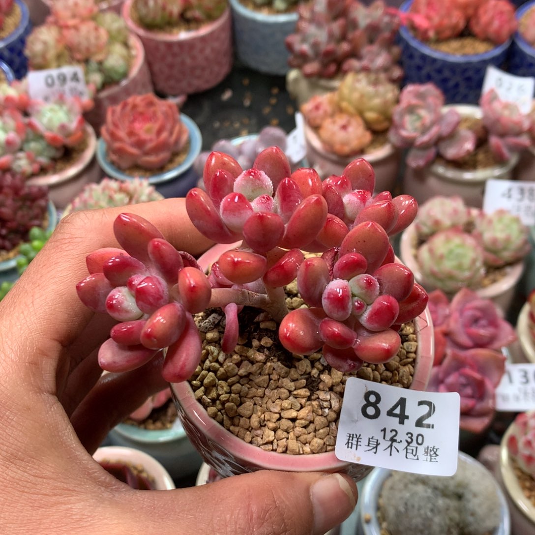 精控拇指盆12.30842