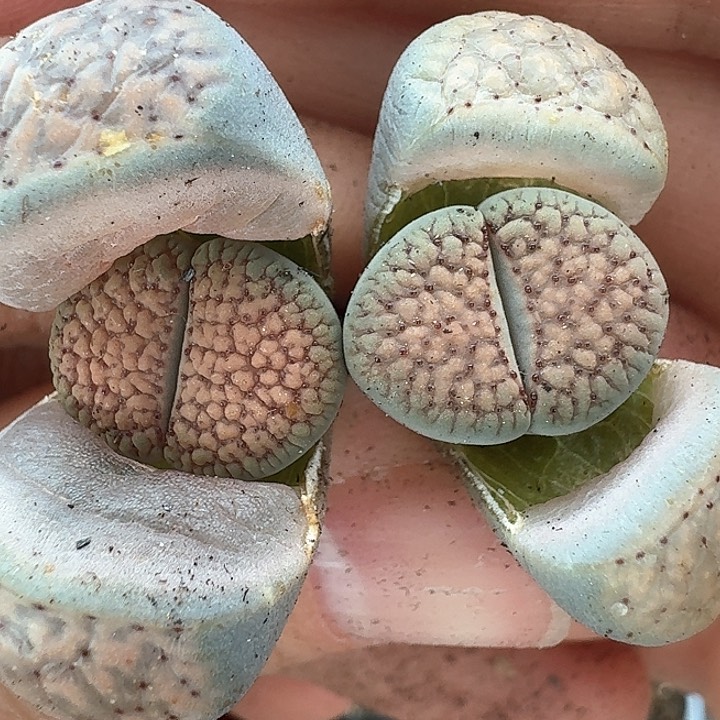 老马生石花血点朝贡1014