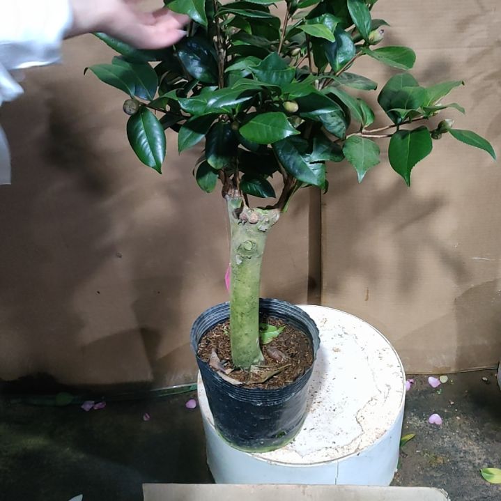 540四品，原盆原土发货，不包邮