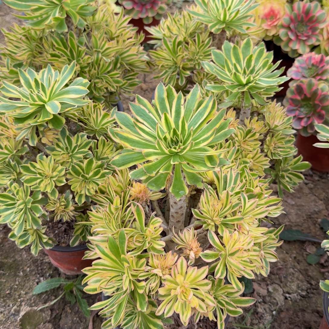 夕颜一颗。多肉植物