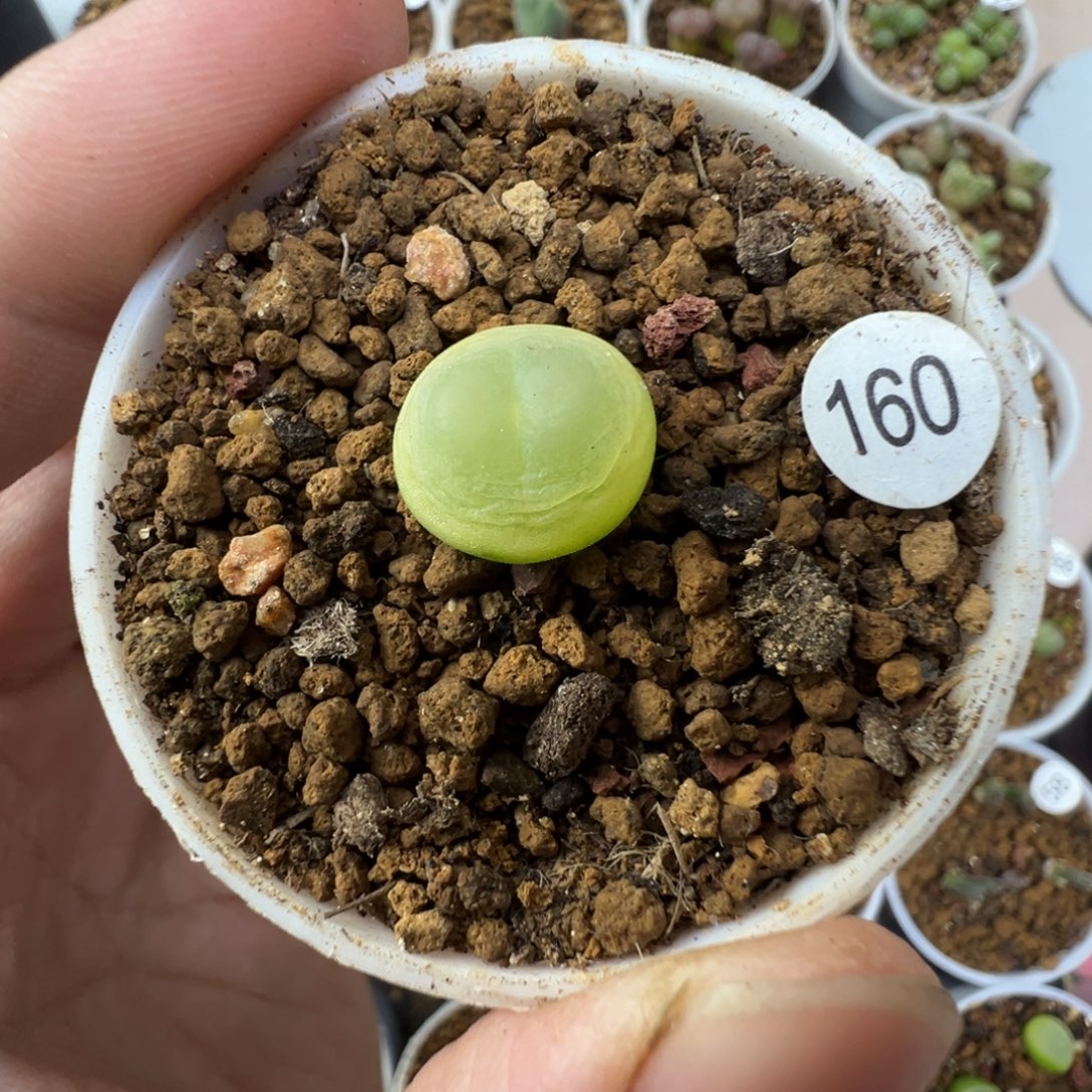 拉登一颗脱土160000