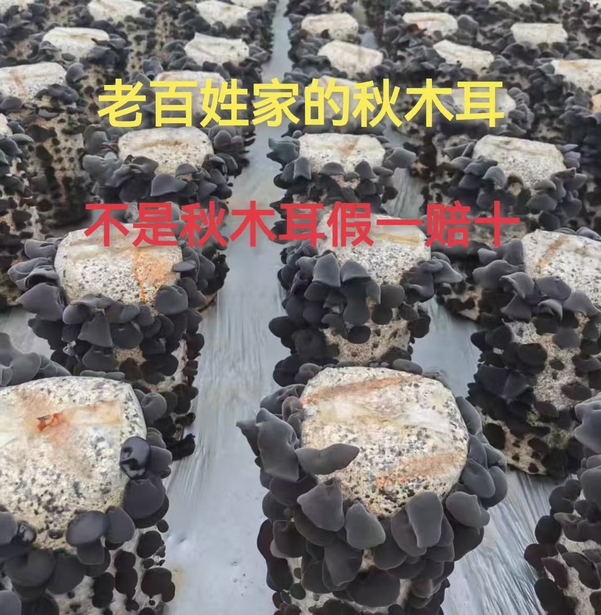 正宗木椴秋木耳精品东北黑木耳纯正东北新货椴木秋黑木耳干净无根