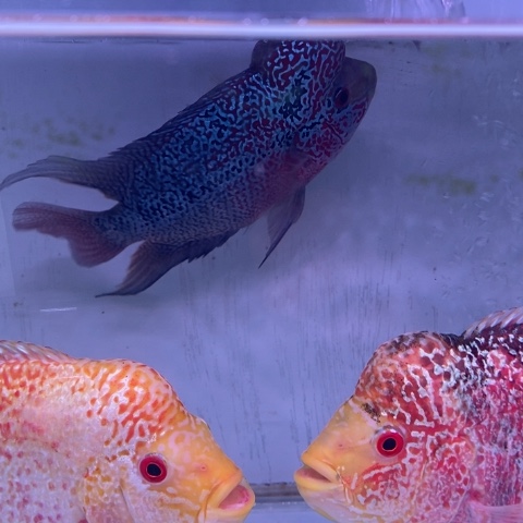 海水鱼鸿运罗汉一条aa