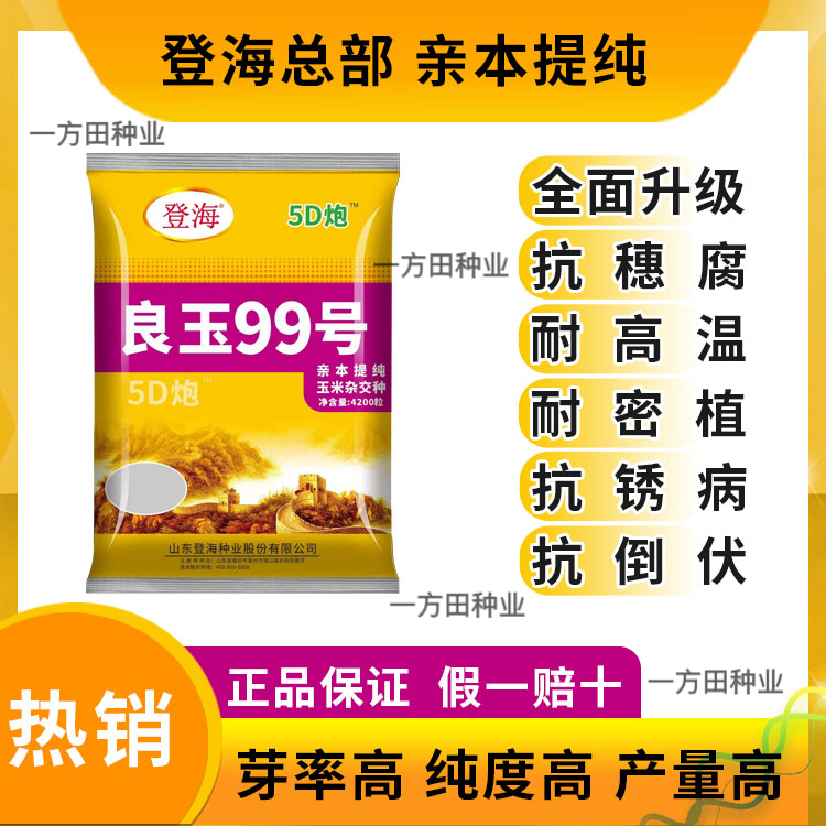 登海总部5D炮良玉99抗穗腐抗绣病耐高温抗倒伏