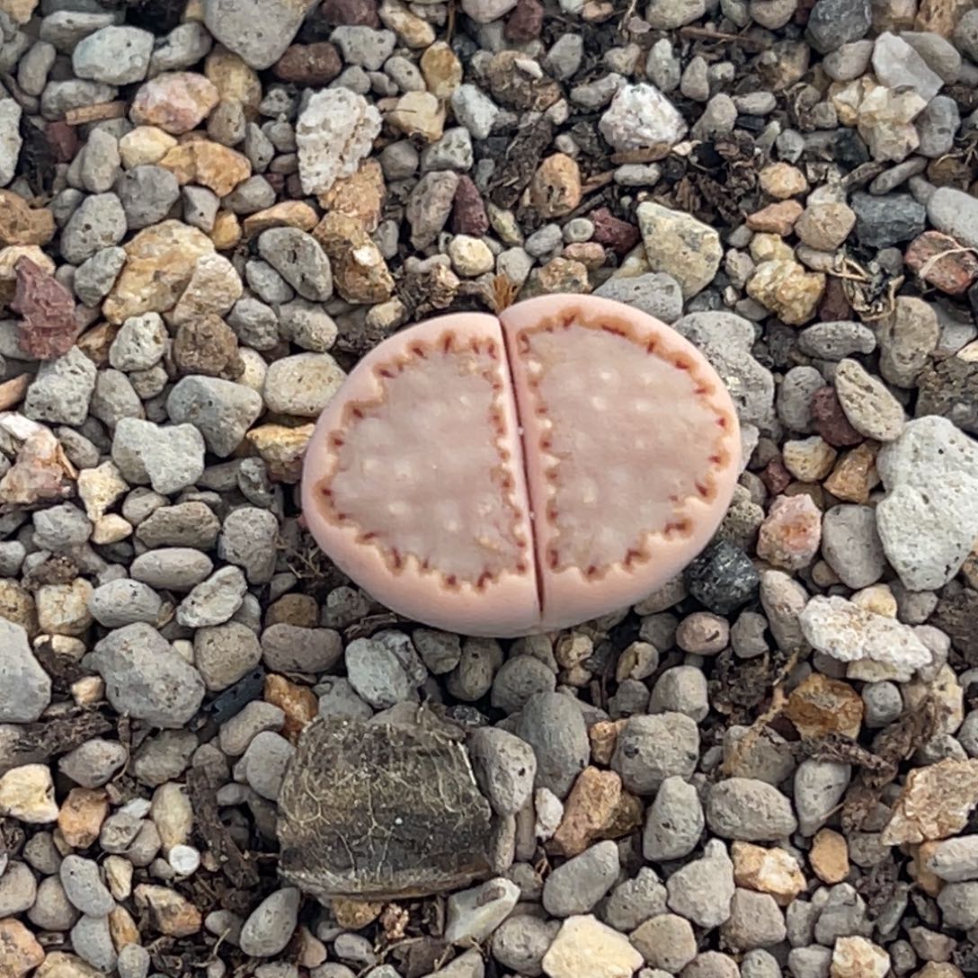 9205粉饼干一颗。  